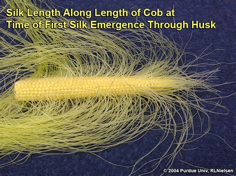 Silk Development And Emergence In Corn Purdue University