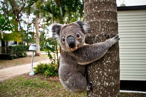 Robert Irwin Responds To Koalas Being Listed As An Endangered Species