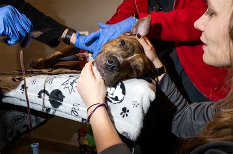 Dog blood donors sought at Philadelphia animal hospitals amid shortage