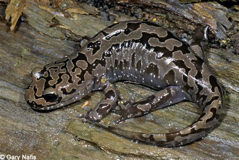 Coastal Giant Salamander