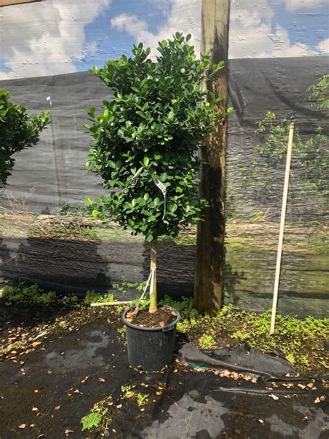 17 Ficus Daniella Std 8 NET Tri State Foliage In House Availability