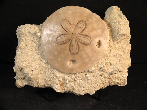 Amazing Fossil Sand Dollar for Sale