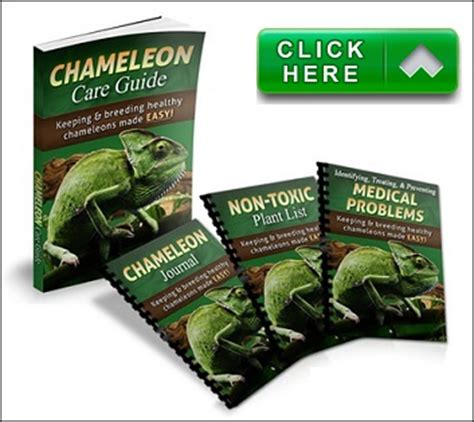 Feeding Your Pet Chameleon (Chameleon Nutrition Basics)