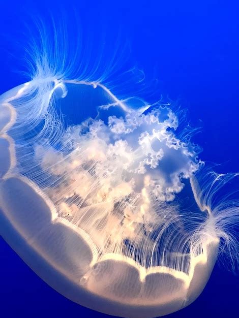 Premium Photo Jellyfish Under Water