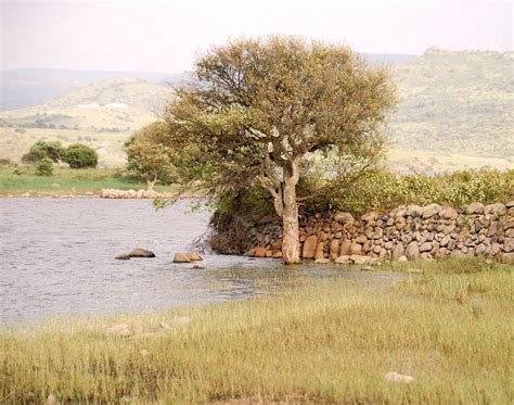 Camminata Tra Gli Olivi Le Terre Dellolio Si Svelano La Nuova Sardegna