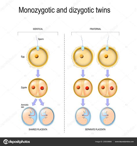 Dizygotic And Monozygotic Twins — Stock Vector © edesignua #255538866