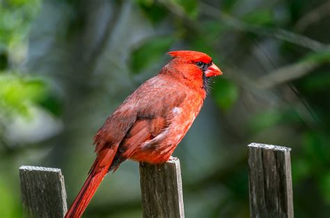 Turn Your Yard into a Wildlife Habitat