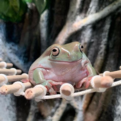 Trio Of Adorable Of Dumpy Thicc Frogs Show That Instagram Stardom Isnt Just For Mammals