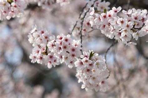 Flor De Cerejeira Flores Primavera Foto Gratuita No Pixabay Pixabay