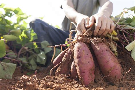 Como Plantar Batata Doce Casa Vogue Paisagismo