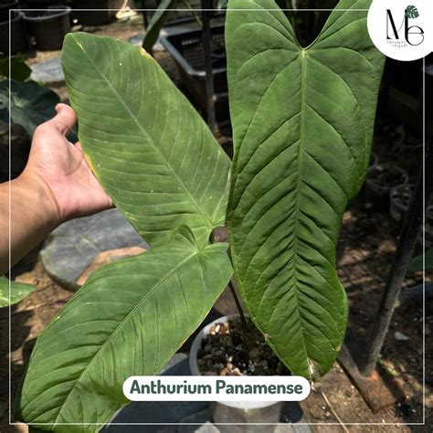 Anthurium Panamense