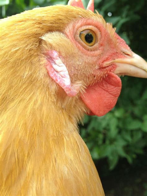 Dry Flakey White Comb And Wattles