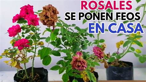 Rosales Con Hojas Amarillas Chuyito Jardinero YouTube