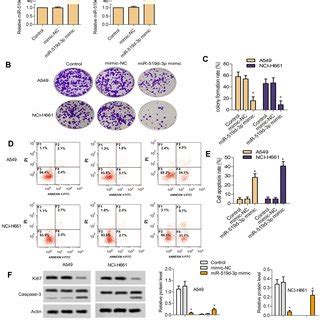 Overexpression Of Mir D P Inhibits The Invasion Of Lung Cancer