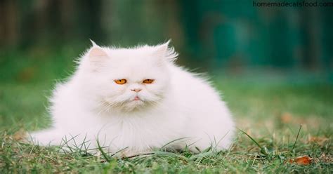 Fluffy Cat Breeds: A Guide for Cat Lovers