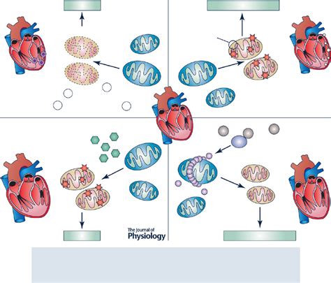 Mitochondrial dynamics, mitophagy and cardiovascular disease (PDF ...