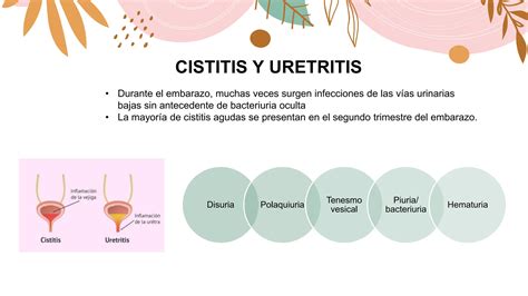 Infeccion Del Tracto Urinario Durante El Embarazo Pptx