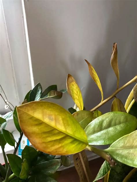 Are Your Plant Leaves Turning Yellow Here S Why Well Good