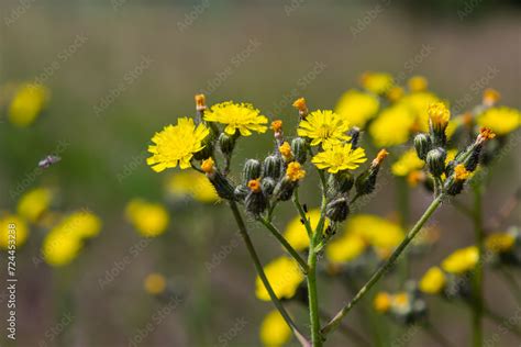 Bright Yellow Pilosella Caespitosa Or Meadow Hawkweed Flower Close Up