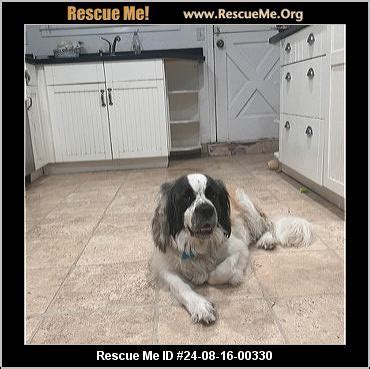 California Saint Bernard Rescue ADOPTIONS Rescue Me