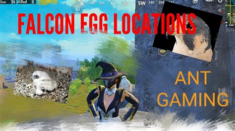 Pubg Mobile Falcon Bird Egg Location YouTube