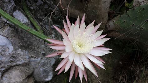 angiosperms flowering plants earthcom