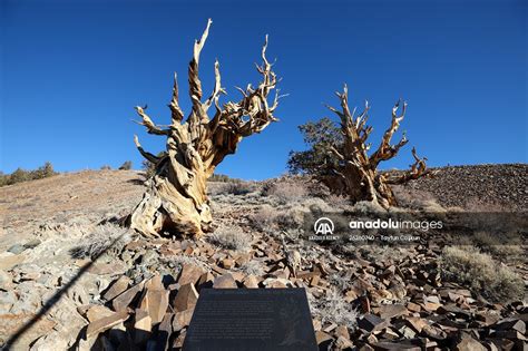 4853 Years Old Methuselah Tree In California Anadolu Images