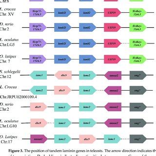 Physicochemical properties of laminin. | Download Scientific Diagram