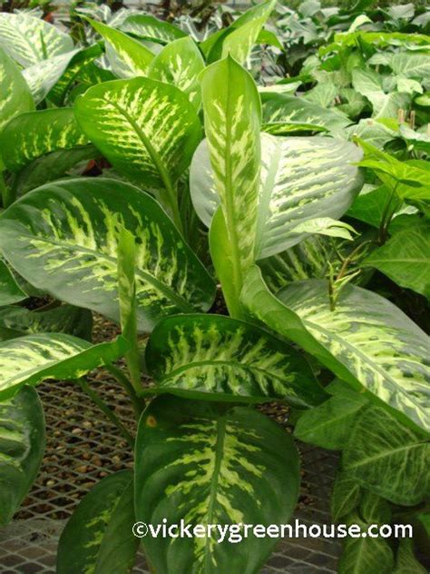 Dieffenbachia Tropic Snow – Vickery Wholesale Greenhouse