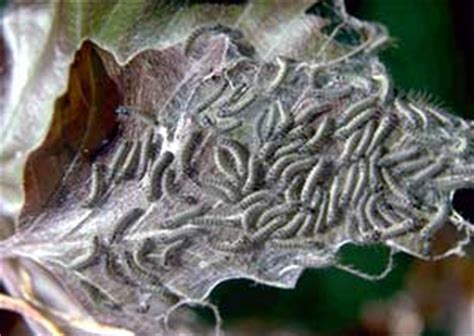 Landscape: Forest Tent Caterpillar | UMass Center for Agriculture, Food ...