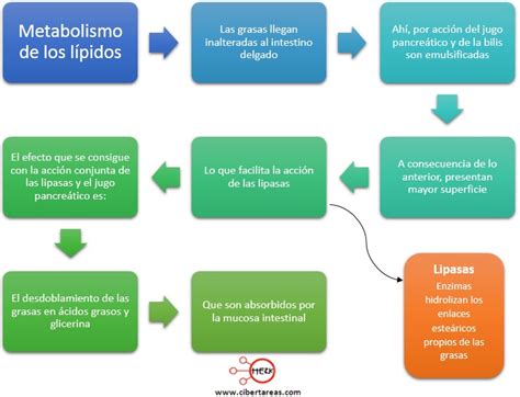 Metabolismo de los lípidos Temas Selectos de Química 2 CiberTareas