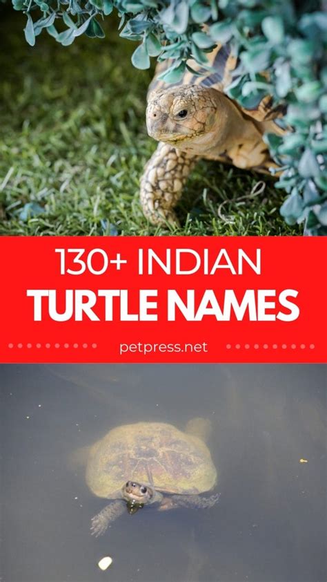 Top 130+ Indian Tortoise Names with Their Meanings