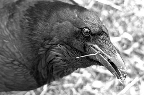 Black Eyes Of The Raven Black And White Photograph by Adam Jewell ...