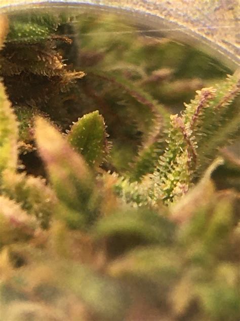 TIME TO HARVEST? 5 MAGNIFIED TRICHOME PICS. grow question by PREPPYPUNK - GrowDiaries