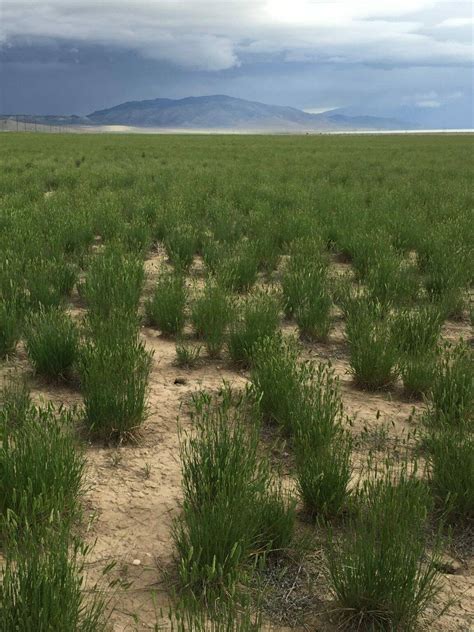 Cool Season Grasses Archives Great Basin Seeds