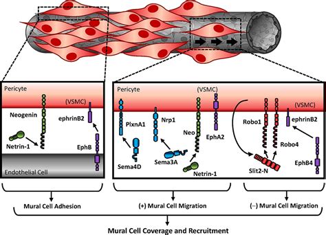 Frontiers Guidance Molecules In Vascular Smooth Muscle