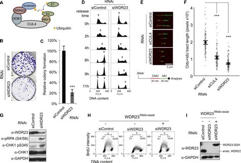 Crl Wdr Mediated Slbp Ubiquitylation Ensures Histone Supply During