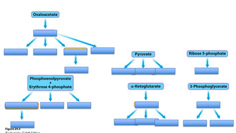 Amino Acid Synthesis Diagram Diagram | Quizlet