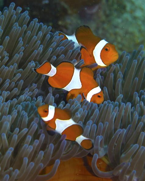 Marlin, Coral and Nemo