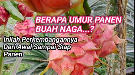 Perkembangan Buah Naga Dari Penyerbukan Sampai Panen Youtube