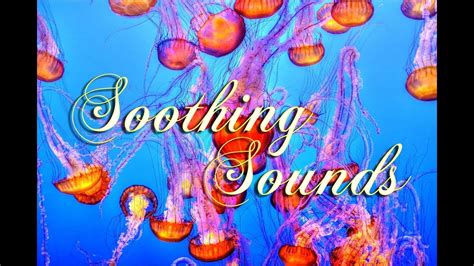 Deep Sea Relaxing Soundscape Scuba Diver Underwater Ambience