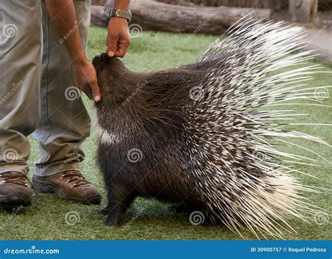 Porcupine stock image. Image of porcupine, breeding, caress - 30900757