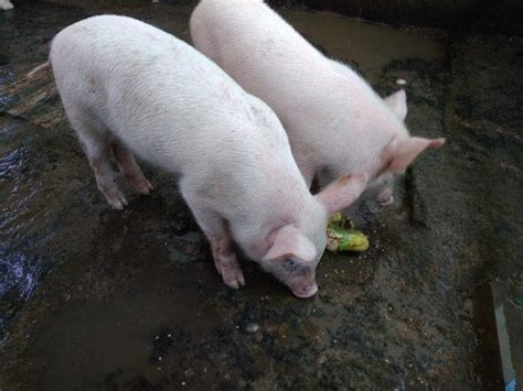 American Yorkshire Red Farm Pigs White Meat Gender: Both at Best Price ...