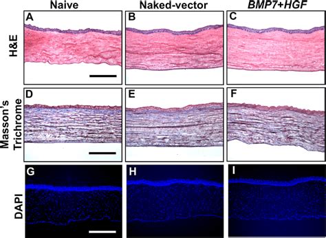 Histological Examinations Of Rabbit Corneal Tissues Showing