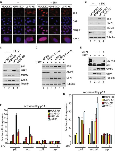 Nucleotide Biosynthetic Enzyme GMP Synthase Is A TRIM21 Controlled