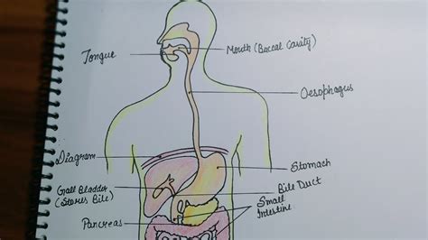 A Alimentary Canal Diagram Easy A Human Circulatory System Easy How To