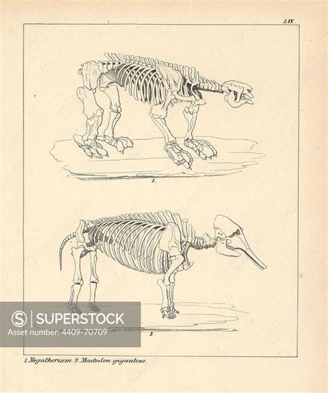 Skeleton Of The Megatherium An Extinct Giant Ground Sloth And