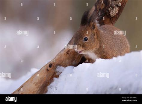 Squirrel in snow Stock Photo - Alamy