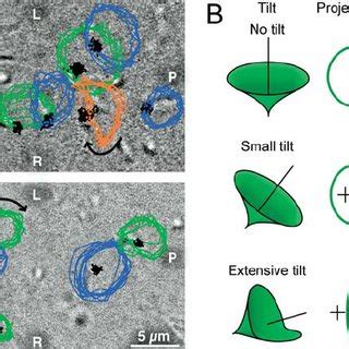 Trajectory of Node Cilia Movement (A) Trace of node cilia in enhanced ...