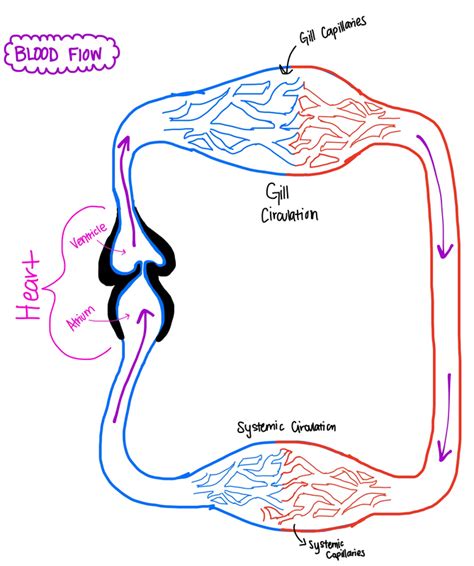 Fish Circulatory System Diagram - alternator